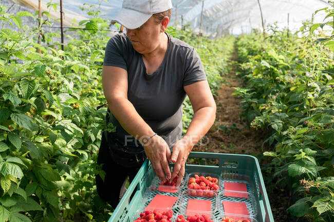 Giardiniere femminile che controlla le bacche mentre raccoglie lamponi maturi in casse di plastica in serra durante la stagione del raccolto — Foto stock