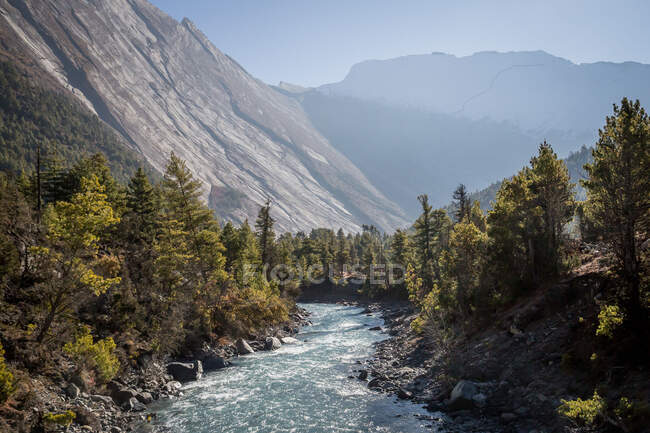 Corriente rápida de agua limpia que fluye entre los bosques de coníferas que crecen en las laderas de las altas montañas de Nepal - foto de stock