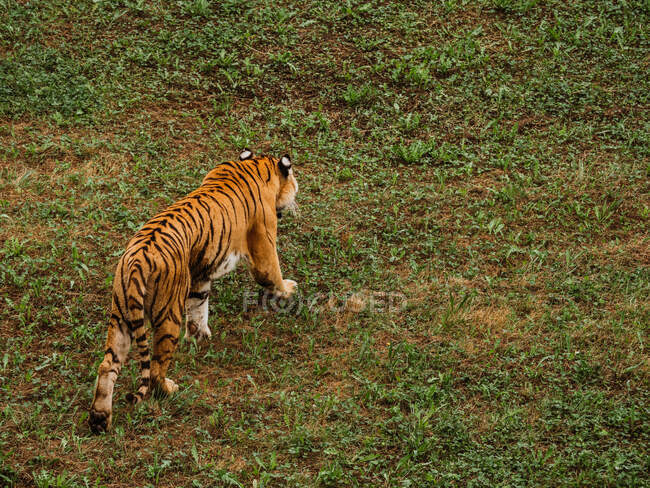 Тигр с полосатой шерстью отводит взгляд во время прогулки по саванне — стоковое фото