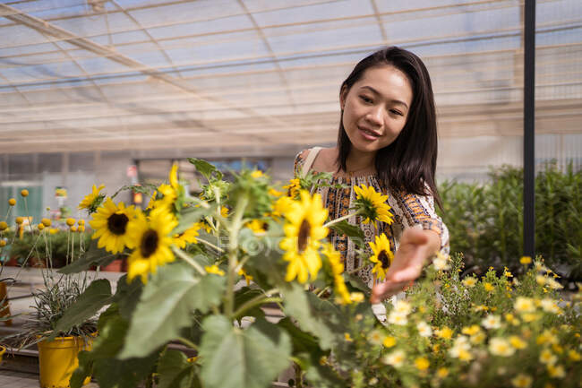 Усміхнений молода етнічна жінка-покупець торкається квітучого Геліантуса з приємним ароматом і ніжними квітами в садовому центрі — стокове фото