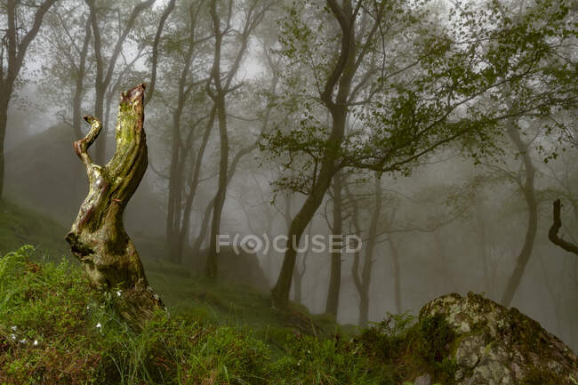 Viejo tocón musgoso curva en verde pendiente cubierta de hierba con árboles en niebla día de primavera en las montañas - foto de stock