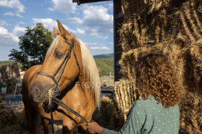 Side view of unrecognizable mature female stroking stallion muzzle with smooth brown coat against hay in riding school on sunny day — Stock Photo