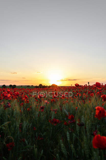 Vue panoramique de fleurs de pavot en fleurs avec un arôme agréable poussant sur des terres agricoles sous le ciel du coucher du soleil en journée — Photo de stock