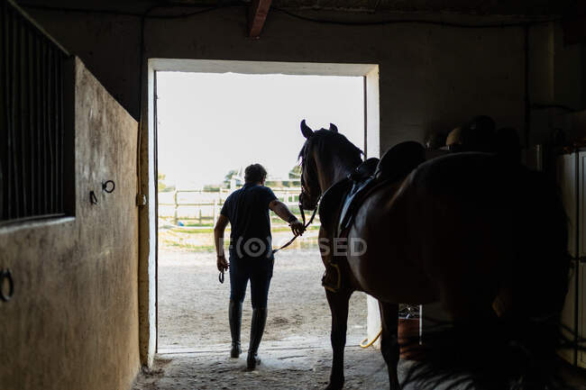 Visão traseira do macho irreconhecível em botas de equitação levando garanhão para fora do estábulo no campo durante o dia — Fotografia de Stock