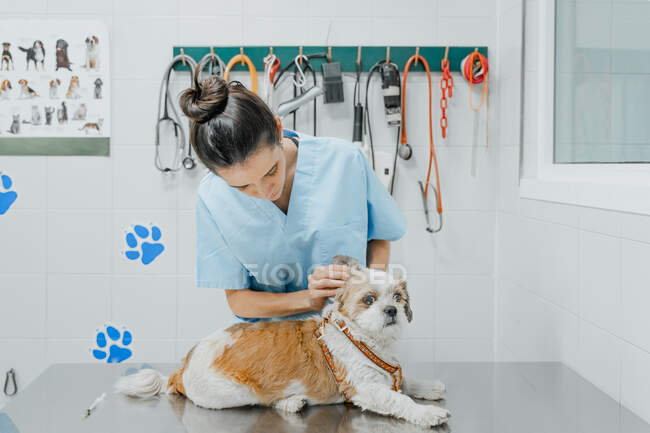 Atenta joven médico veterinario examinando las orejas de perro de raza pura esponjosa en la mesa de metal en el hospital - foto de stock