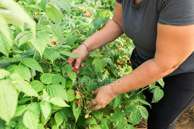 Cultivar hembras agricultoras adultas de pie en invernadero y recolectar frambuesas maduras de arbustos durante el proceso de cosecha - foto de stock