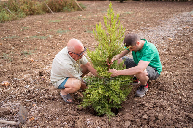 Старший отец со взрослым сыном сажает вечнозеленое дерево в яме с грубой почвой при дневном свете — стоковое фото