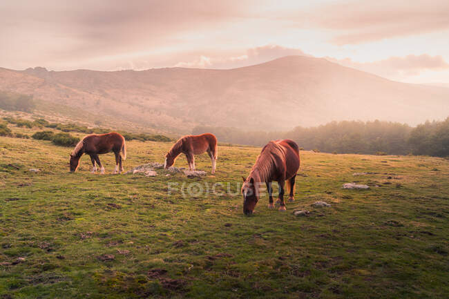 Malerische Landschaft mit wilden Pferden, die auf der grünen Wiese vor Nadelwald und Bergen in der Sierra de Guadarrama weiden, unter wolkenverhangenem Himmel im Sonnenlicht — Stockfoto