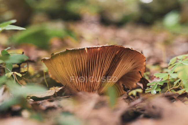 Champignon à chapeau de lait poussant dans les bois couverts de feuillage sec tombé le jour d'automne — Photo de stock