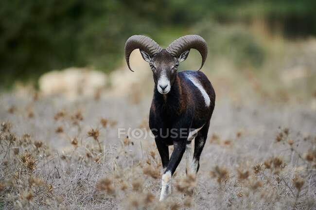Young male mouflon with small antlers standing in natural habitat on sunny day and looking at camera — Stock Photo