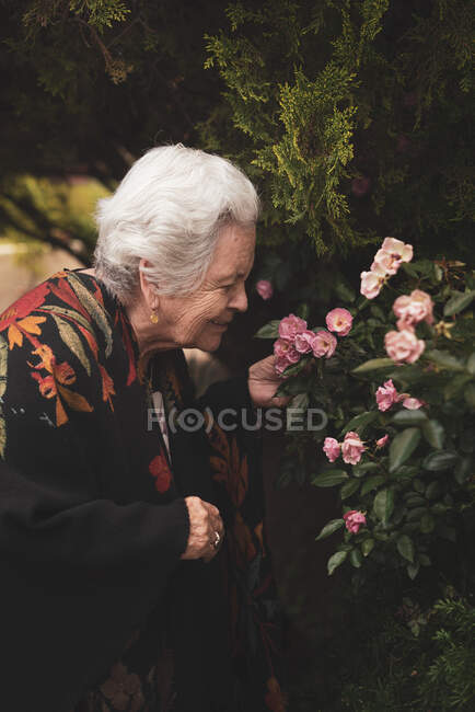 Side view of elderly female standing near blooming bush of pink roses while touching and smelling fresh flowers on summer day — Stock Photo