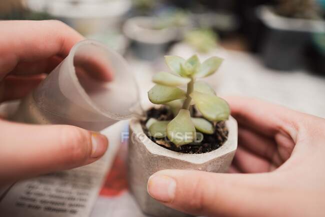 Da suddetto raccolto pf giardiniere anonimo annaffiamento germogli gentili di pianta succulenta in vaso da piccolo vaso in camera leggera — Foto stock