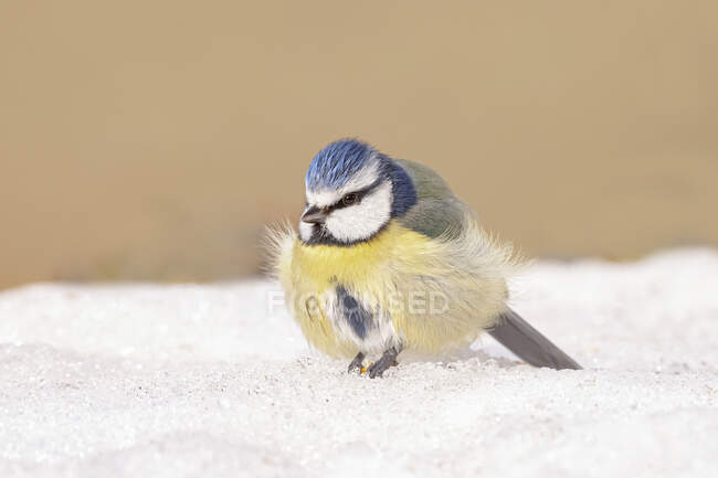 Ground level of cute fluffy Eurasian blue tit standing on snow on sunny winter day - foto de stock