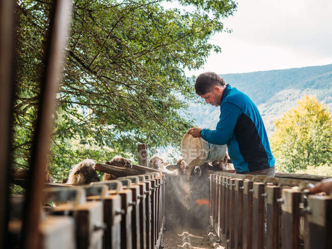 Vista lateral de un joven agricultor en ropa casual llenando el pienso desde el cubo hasta el comedero mientras está de pie cerca de ovejas en el campo ubicado en el pintoresco valle montañoso - foto de stock