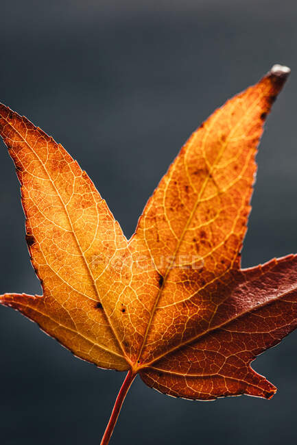Texture of dry fallen orange autumn leaf with thin veins and stem against blurred gray background — Stock Photo