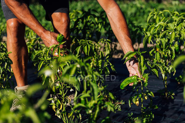 Giardiniere anonimo che raccoglie peperoni maturi mentre si trova in una piantagione agricola nella campagna soleggiata durante la stagione della raccolta — Foto stock
