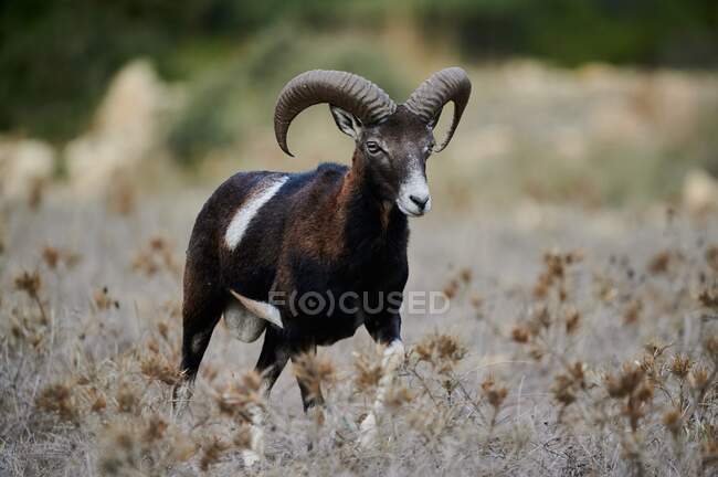 Young male mouflon with small antlers standing in natural habitat on sunny day and looking away — Stock Photo
