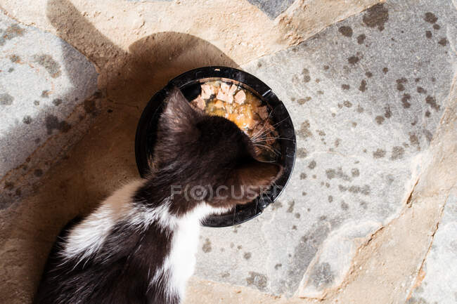 Vista superior de gatito adorable con piel blanca y negra comiendo trozos de carne del tazón en superficie rugosa - foto de stock