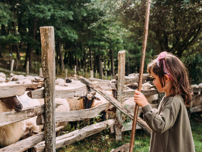 Милая маленькая девочка в повседневной одежде играет с деревянной палкой, стоящей на травянистом лугу возле стада овец в вольере на ферме — стоковое фото