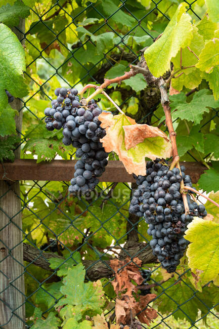Cerca de grade metálica coberta com ramos de árvore de uva exuberante crescendo em vinha em plantação agrícola — Fotografia de Stock