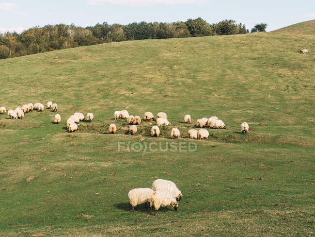 Gregge di pecore soffici pascolo erba sul prato situato nella pittoresca campagna montuosa in Spagna — Foto stock