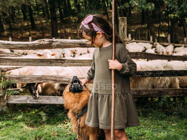 Вид на симпатичную маленькую девочку, ласкающую послушную баскскую овчарку возле ограждения со стадом овец на ферме — стоковое фото
