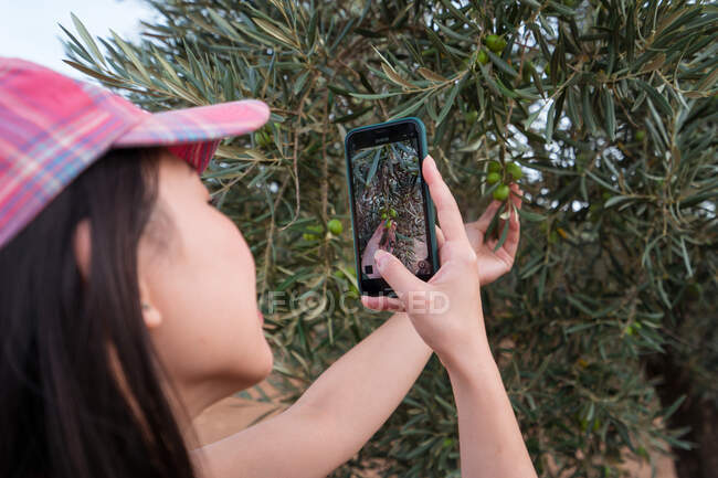 Vue latérale de la femelle anonyme en casquette prenant une photo de l'olivier vert sur smartphone moderne tout en se tenant dans le bosquet — Photo de stock