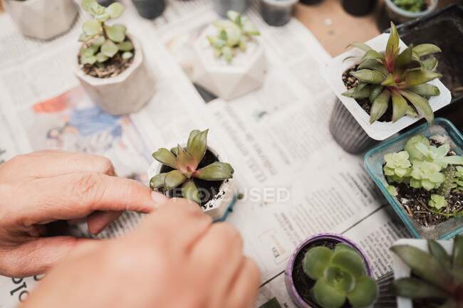 De dessus de jardinier sans visage de culture semant de petites plantes succulentes assorties douces placées sur la table couverte de journal à la maison — Photo de stock