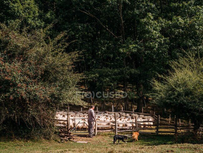 Side view of unrecognizable male shepherd standing near wooden fence with herd of sheep in countryside with lush green trees on sunny day — Stock Photo