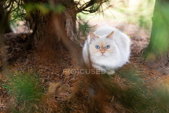 Adorabile gatto bianco soffice con macchie rosse e occhi azzurri seduto a terra vicino tronco d'albero in campagna con rami — Foto stock