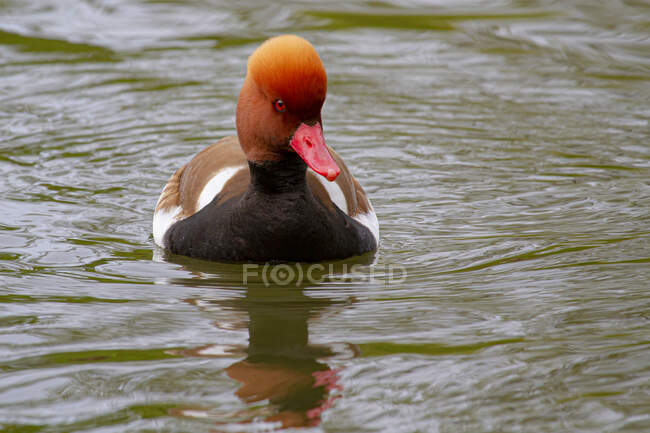 Entzückender männlicher Rothaubenpochard mit rundem orangefarbenem Kopf schwimmt bei Tageslicht im plätschernden See — Stockfoto