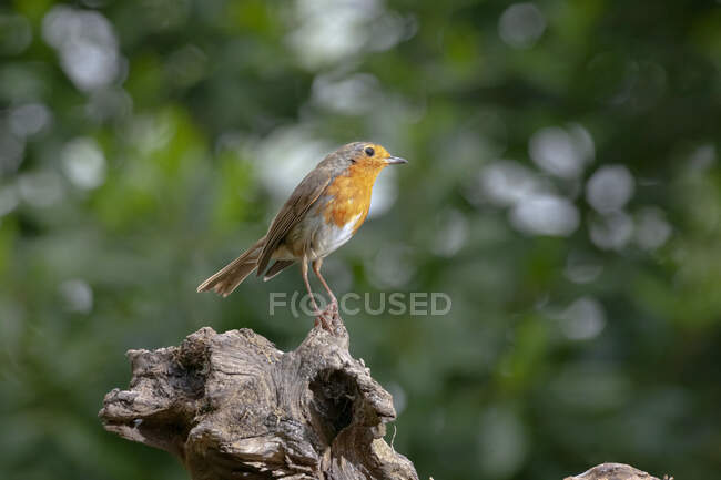 Vista lateral do adorável pequeno pássaro Erithacus rubecula sentado no tronco de madeira na natureza — Fotografia de Stock