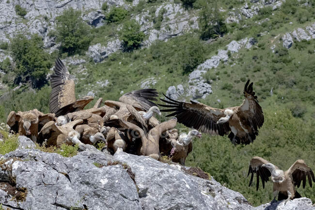 Flock of predatory Eurasian griffons eating dead prey on rough rocky cliff in mountainous terrain — Stock Photo
