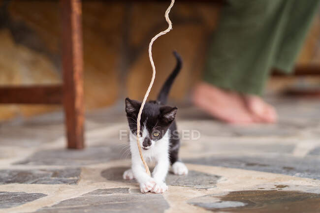 Side view of crop anonymous person legs and rope playing with adorable kitty on hind legs on terrace — Stock Photo