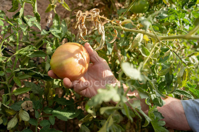 Anonimo anziano agricoltore maschio che raccoglie pomodori rossi maturi da piante verdi che crescono in giardino durante la stagione del raccolto — Foto stock