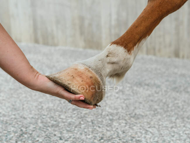 Crop unrecognizable female horse rider holding hoof of brown horse in stable in farm — Stock Photo