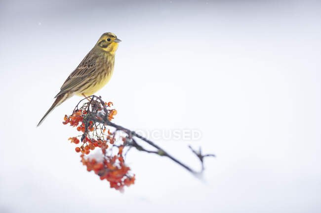 Cute Yellowhammer sitting on fragile twig of red berry tree fallen on snowy ground on sunny winter day — Stock Photo