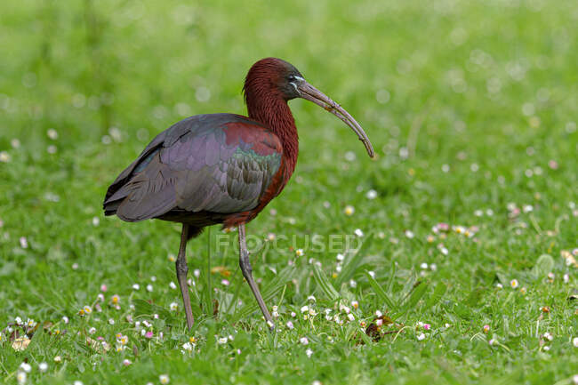 Vista lateral do gracioso pássaro ibis brilhante com plumagem marrom e bico longo andando no prado gramado verde no dia ensolarado — Fotografia de Stock
