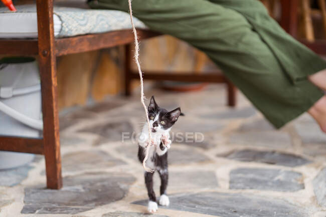 Side view of crop anonymous person with crossed legs and rope playing with adorable kitty on hind legs on terrace — Stock Photo
