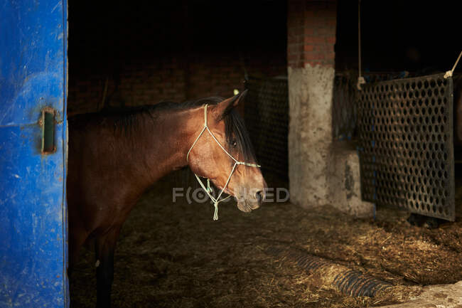 Cavallo con pelliccia marrone con briglia in piedi in paddock su fieno secco in ranch durante il giorno — Foto stock