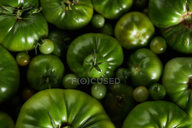 Сверху на недозрелом ягодном помидоре над кучей зеленых помидоров — стоковое фото