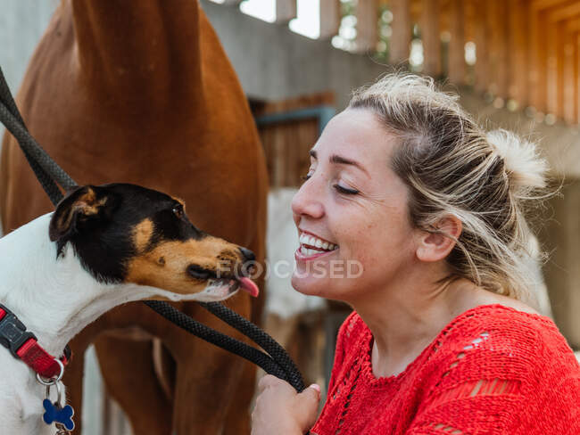 Side view of female owner holding ladle of chestnut horse while playing with Jack Russell Terrier showing tongue in stable — Stock Photo