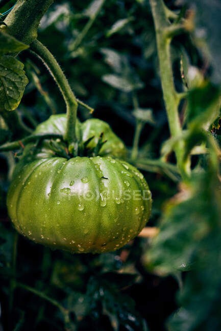 Mûrissement des tomates vertes avec gouttes de pluie sur les branches des plantes cultivées dans les champs agricoles à la campagne — Photo de stock