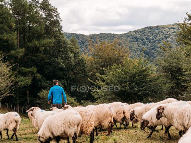 Visão traseira de pastor masculino irreconhecível em roupas casuais em pé perto de rebanho de ovelhas fofas pastando no prado gramado no pitoresco campo montanhoso — Fotografia de Stock