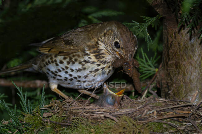 Side view of adorable song thrush mother feeding hungry chicks in nest in coniferous forest — Stock Photo