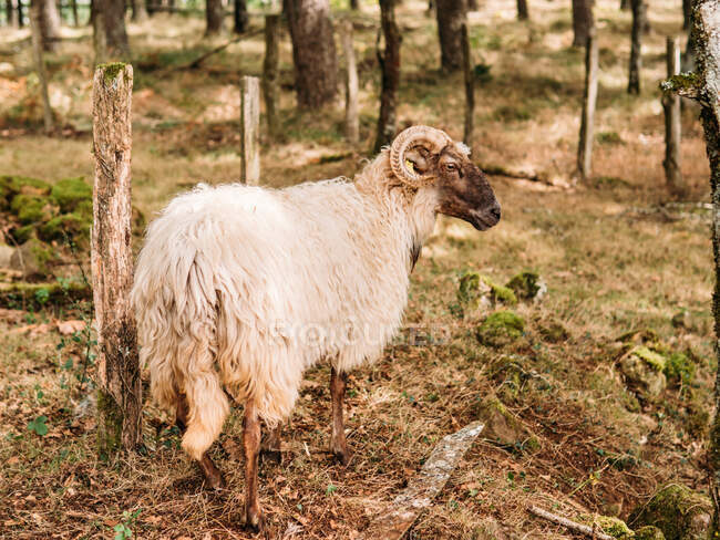 Vista laterale di pecore di razza pura con corna ricce e pelliccia soffice pascolo su prato erboso secco in cortile — Foto stock