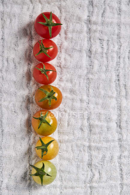 Vista superior de la fila de tomates cherry verdes y maduros que muestran la etapa de maduración en gasa blanca - foto de stock