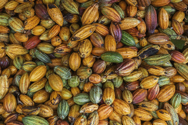 Draufsicht auf rohe braune Kakaobohnen, die während der Erntezeit tagsüber auf dem Holztisch auf der Insel So Tom und Prncipe stehen — Stockfoto