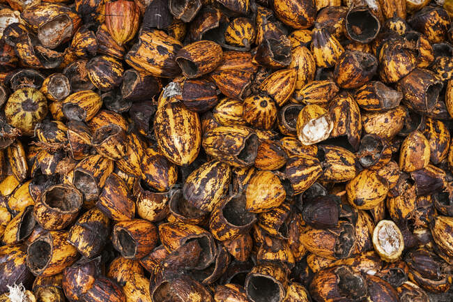 Von oben über einem Haufen trockener Hälften leerer Kakaoschoten bei Tageslicht — Stockfoto