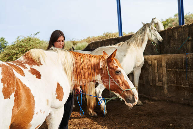 Serious woman petting horse with bridle in hand while standing on sandy ground near barrier and plants in daylight in farm — Stock Photo